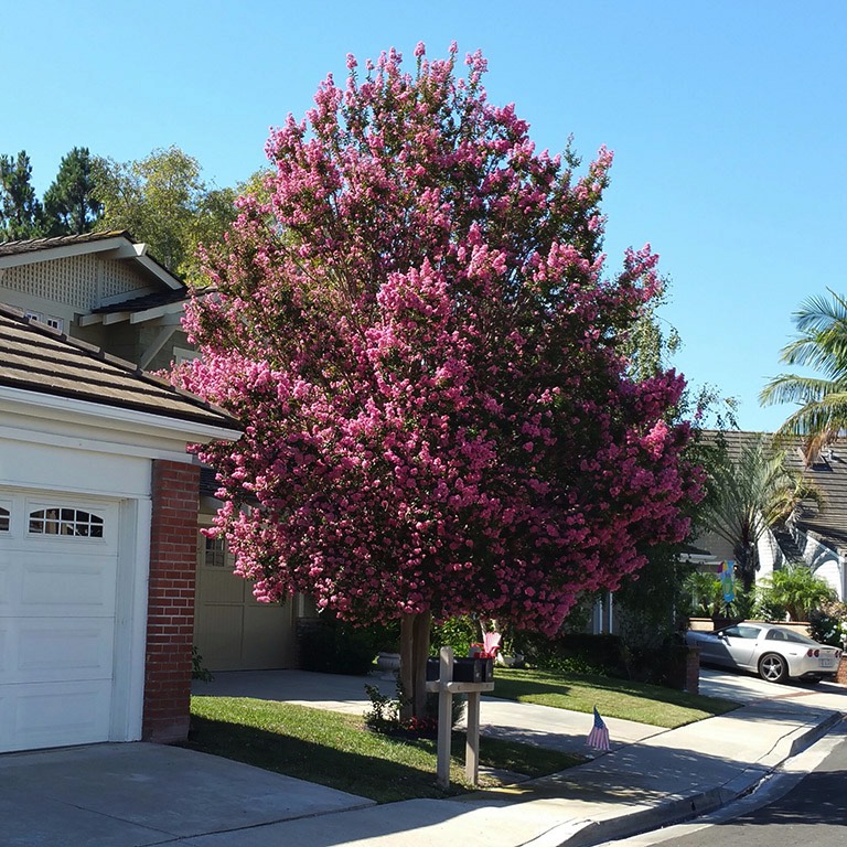 A short description about the picture goes here