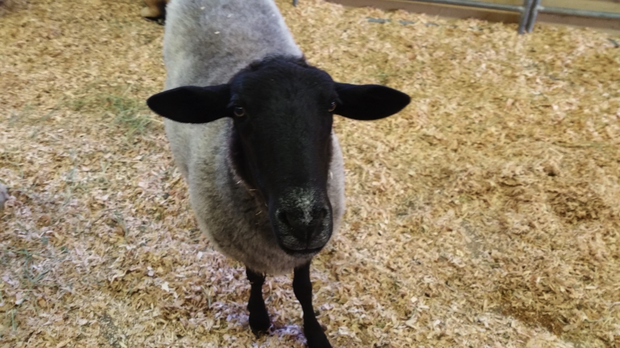 A short description about the picture goes here