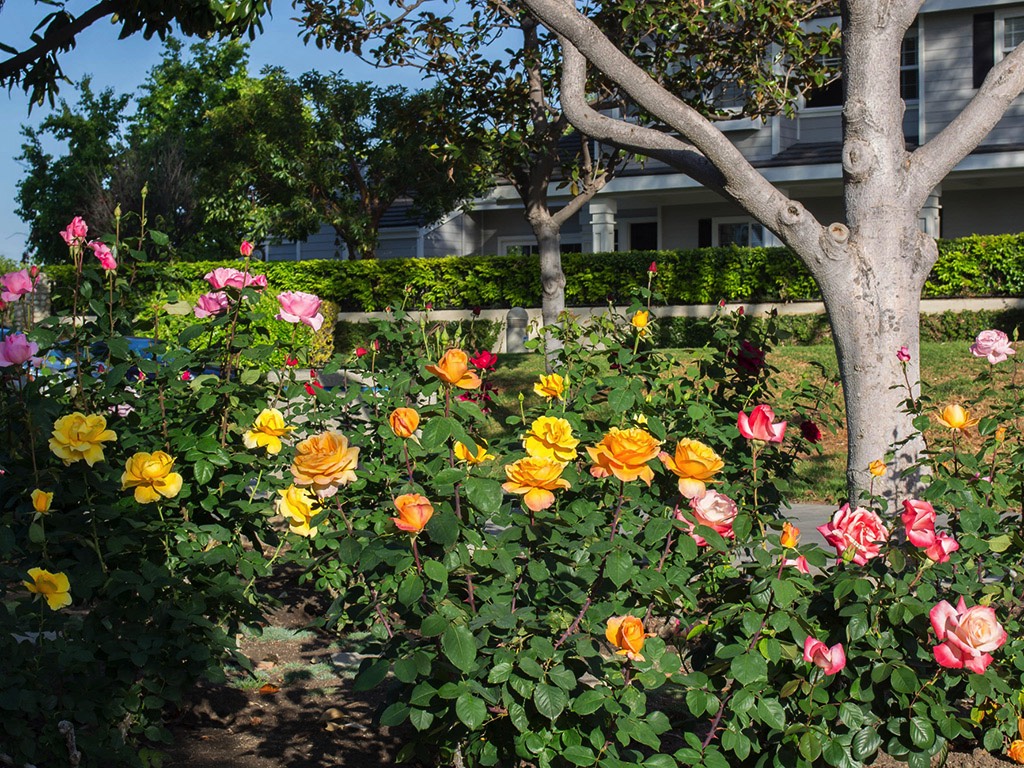 A short description about the picture goes here